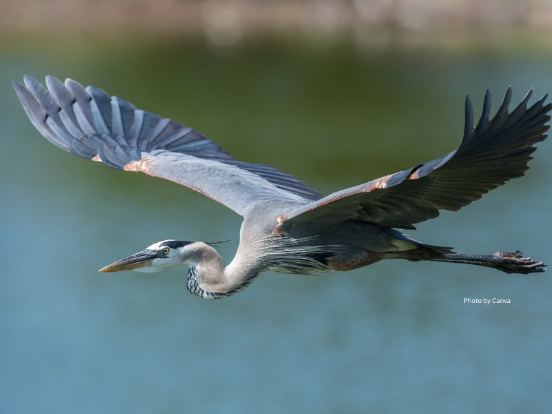 Great Blue Heron