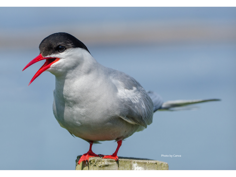 Arctic tern