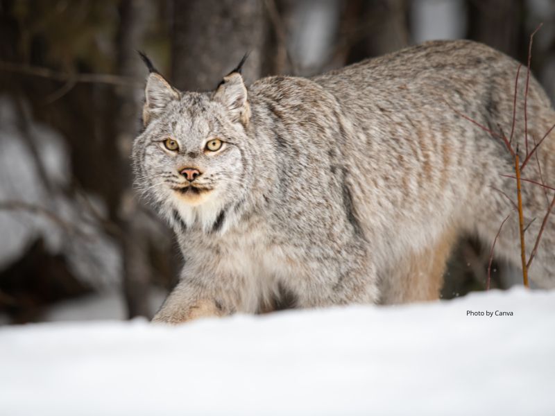 Canada Lynx