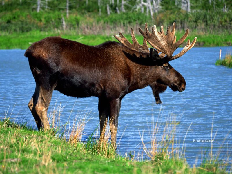 Moose