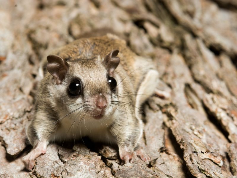 Northern Flying Squirrel
