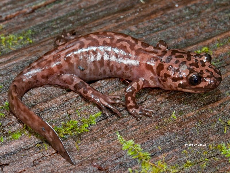 Pacific Giant Salamander