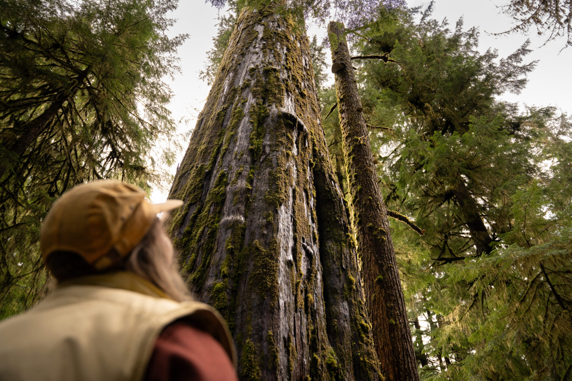 Webinar: Old Growth is Awesome