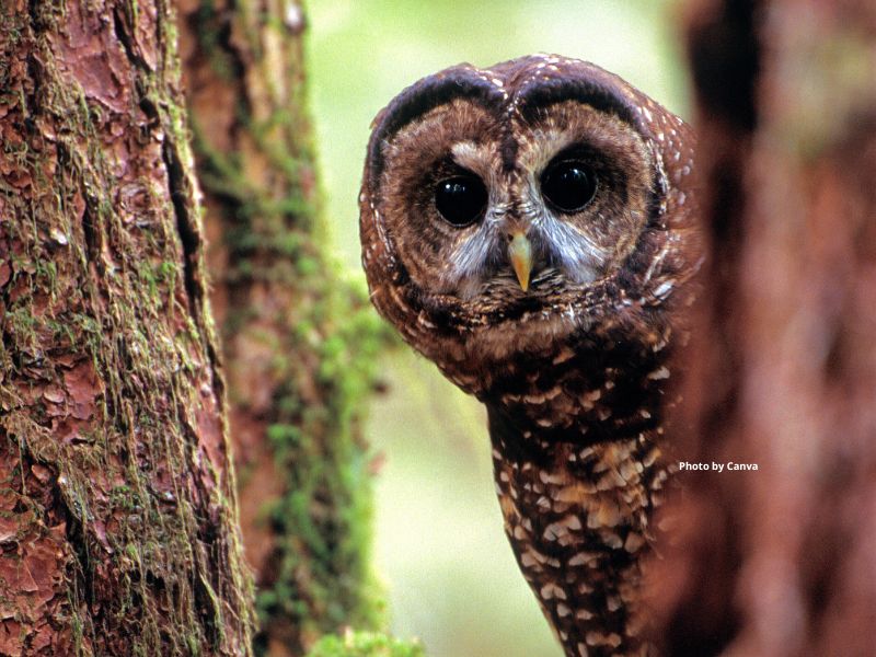 Spotted Owl