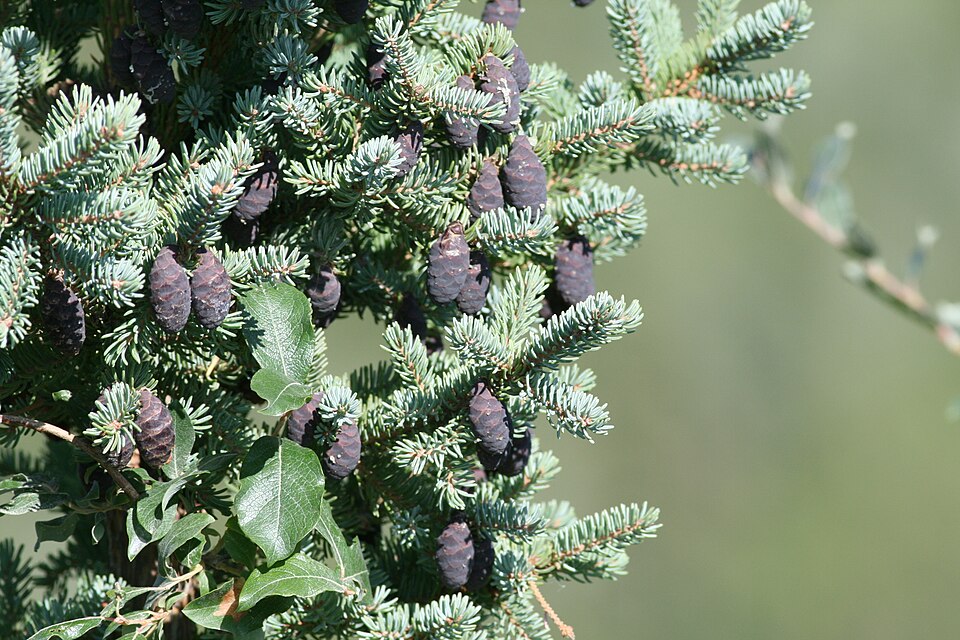 Black Spruce