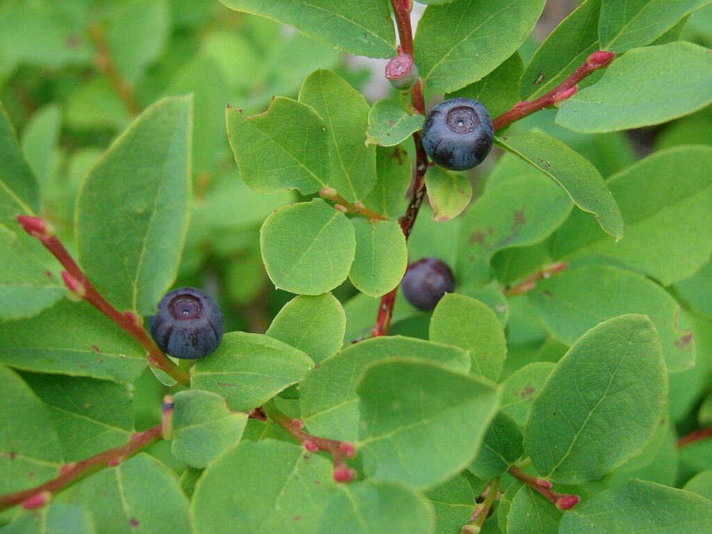 Black Huckleberry