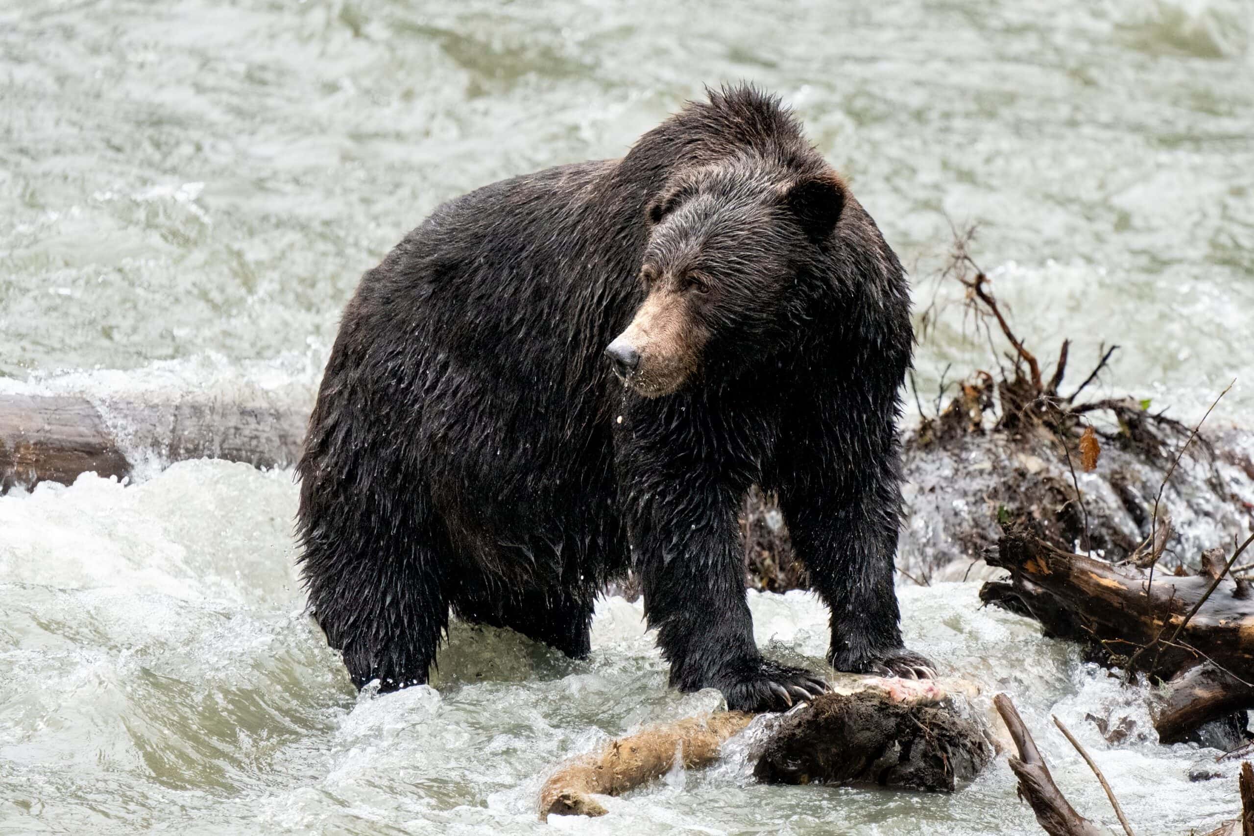 Grizzly Bear