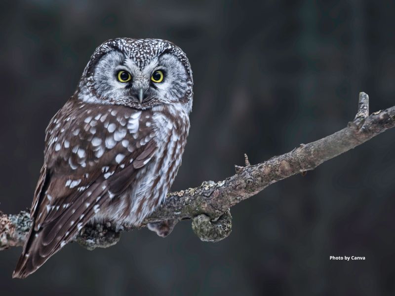 Boreal Owl