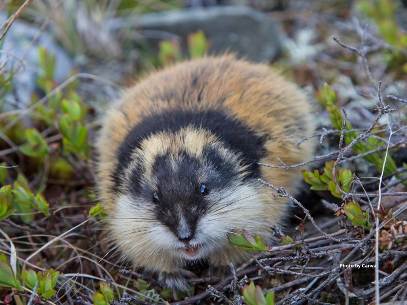 Brown Lemming