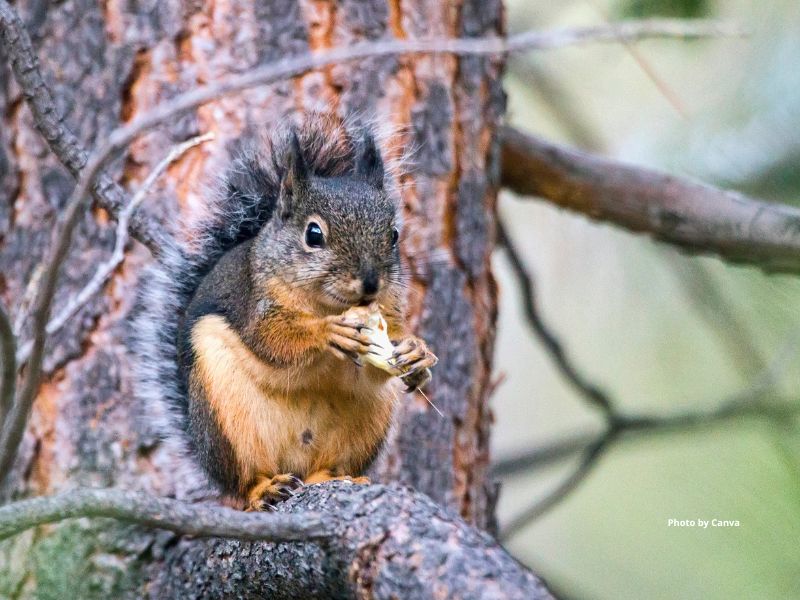 Douglas Squirrel