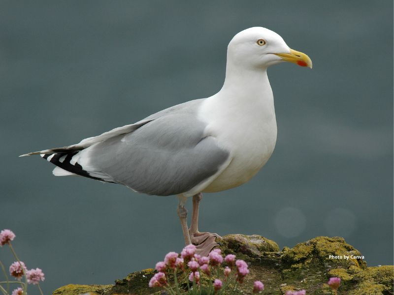 Gull