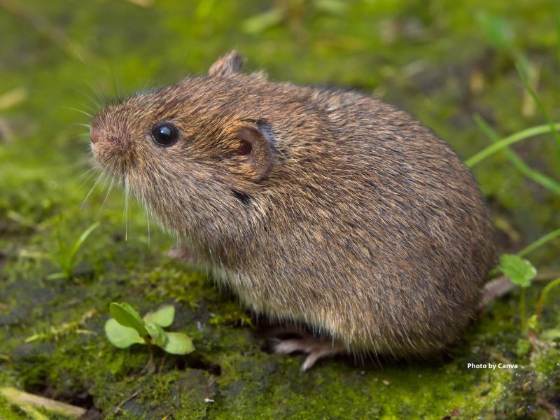 Meadow Vole