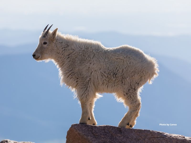 Mountain Goat