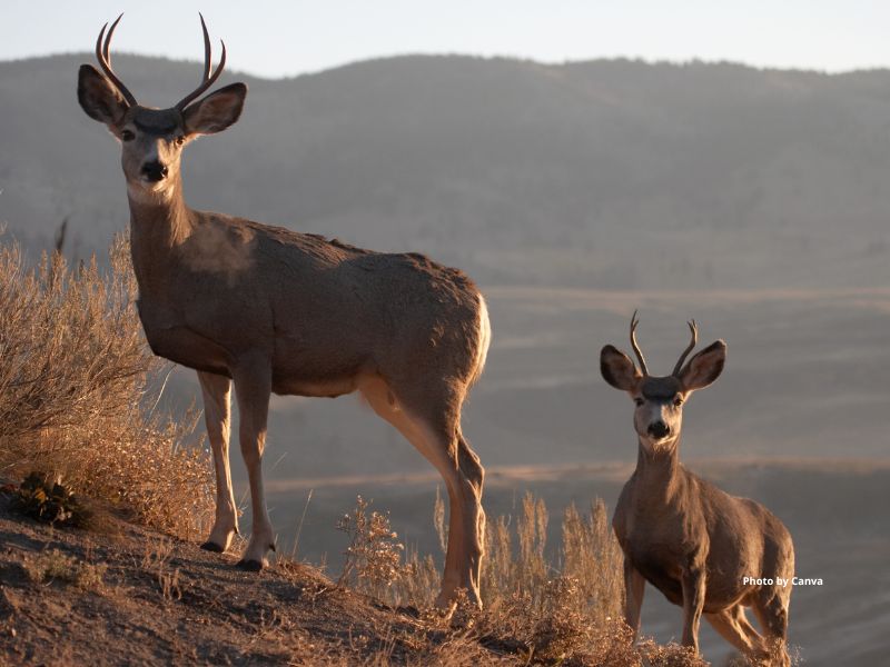 Mule Deer