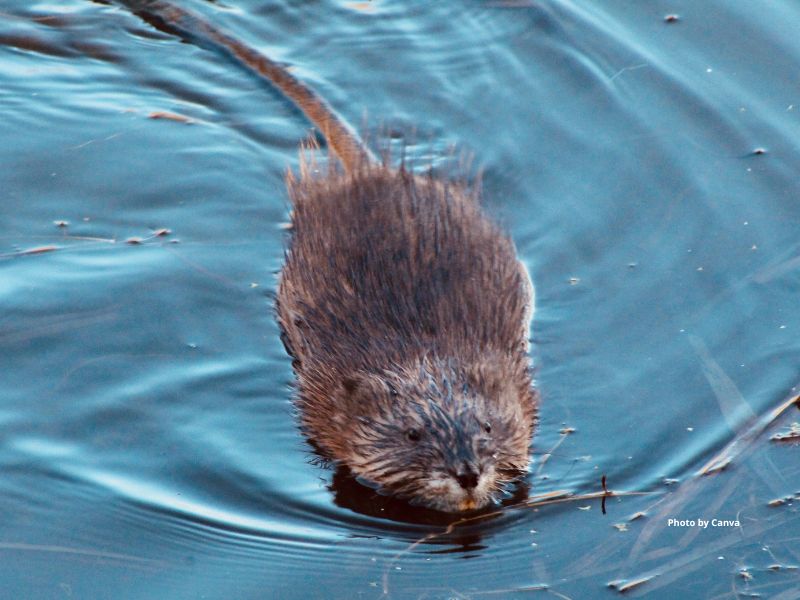 Muskrat
