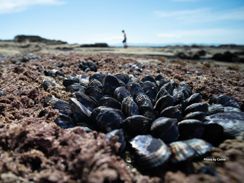 Mussels