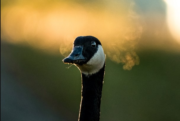 Canada Goose