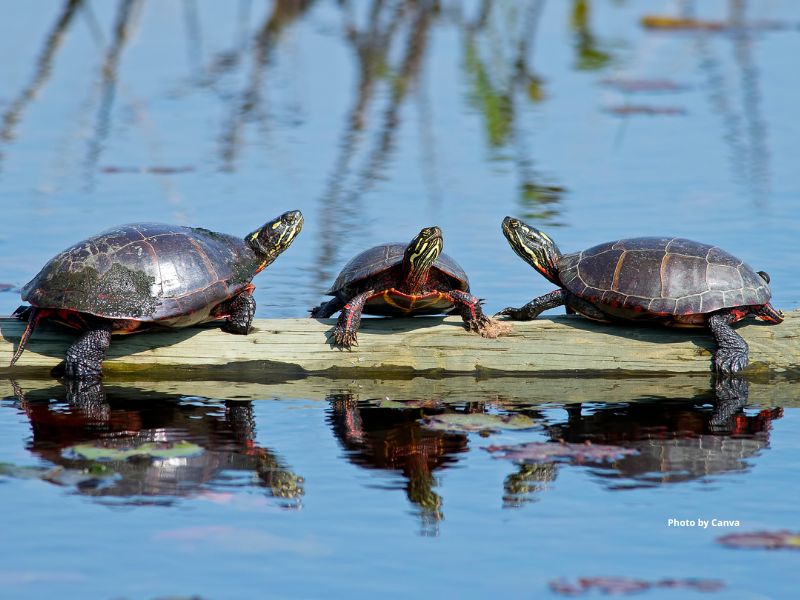 Painted Turtle