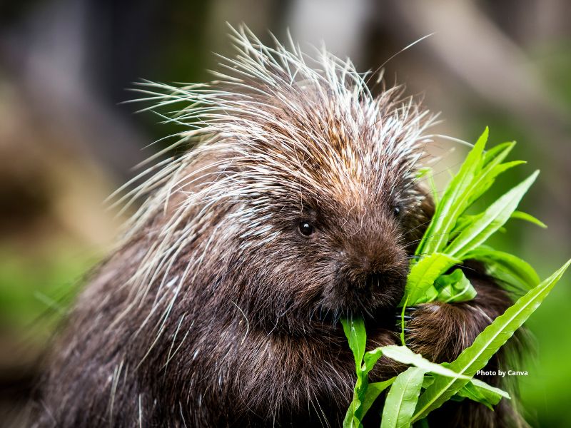 Porcupine