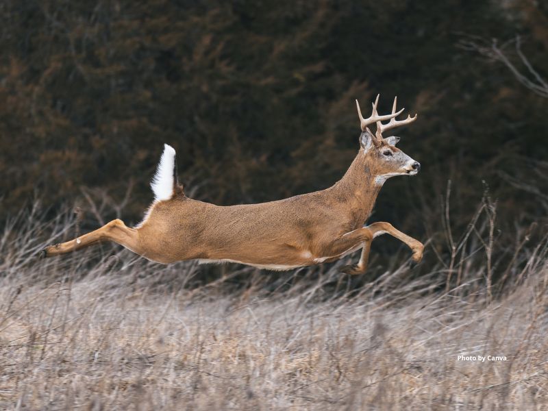 White Tailed Deer