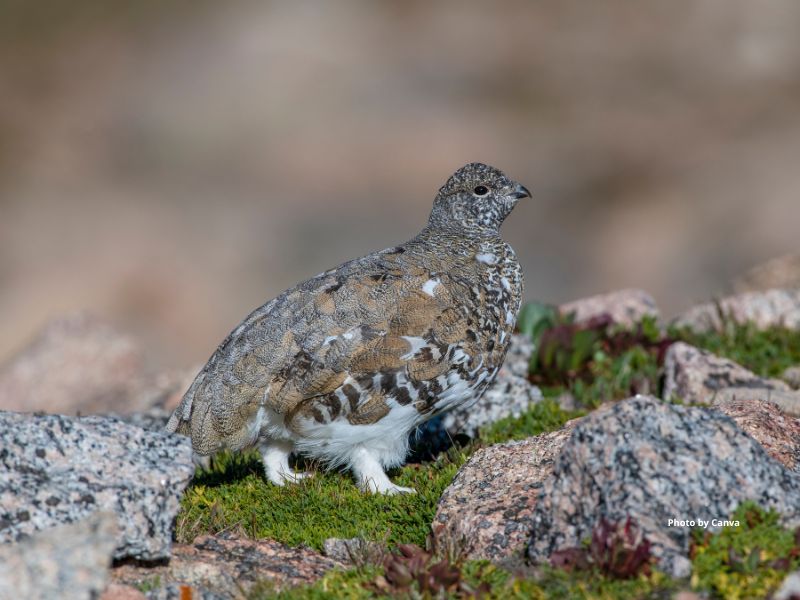 White-Tailed Ptarmigan