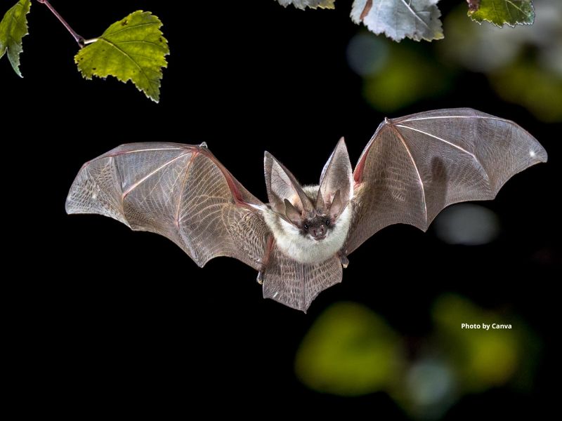 Keen's long-eared bat