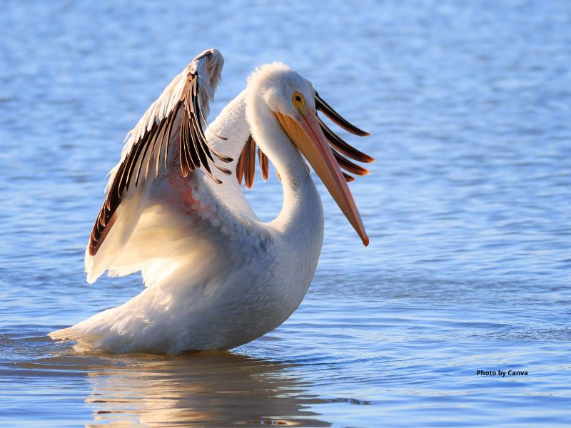 American White Pelican