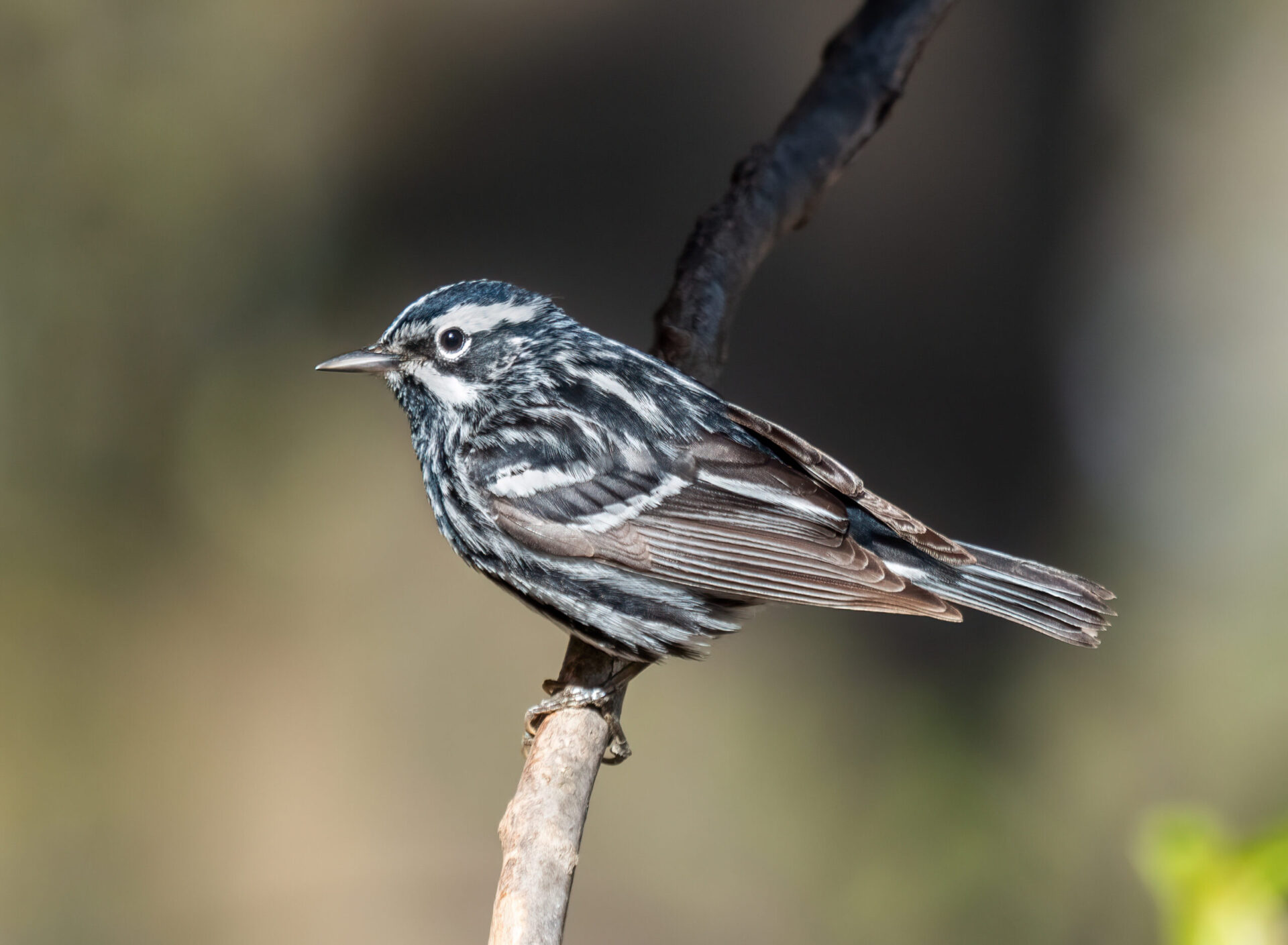 Black and White Warbler
