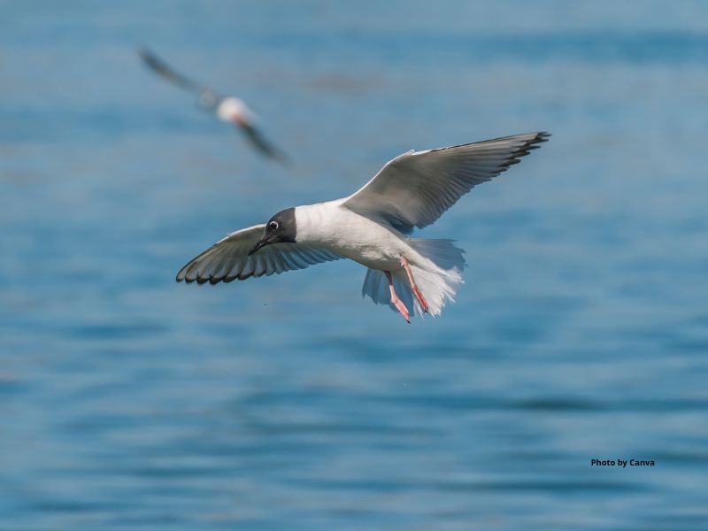 Bonaparte's Gull