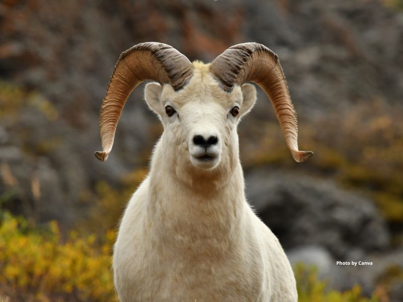 Dall's Sheep