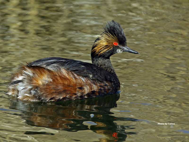 Eared Grebe