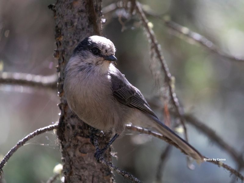 Canada Jay