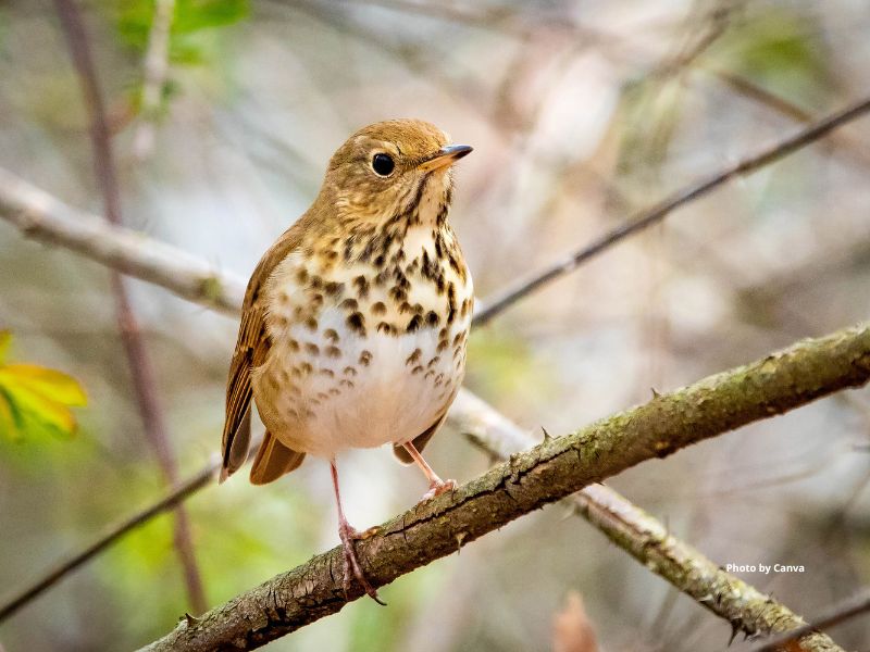 Hermit Thrush