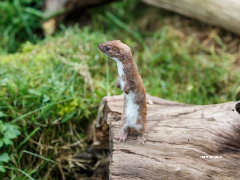 Least Weasel