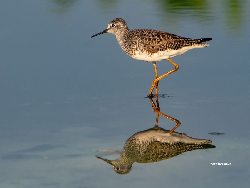 Lesser Yellowlegs