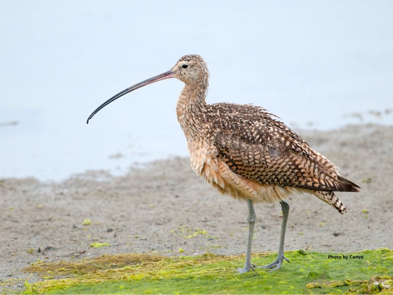 Long-Billed Curlew