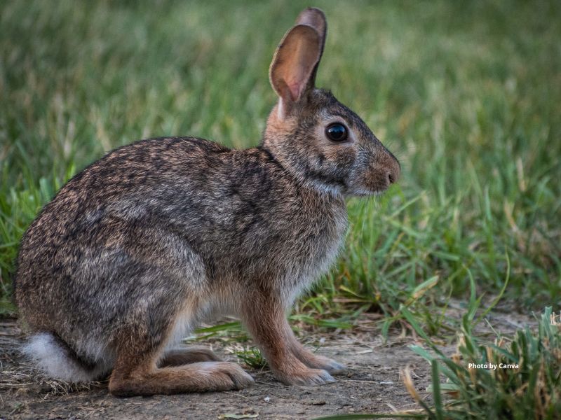 Nuttall's Cottontail