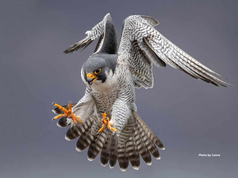 Peale's Peregrine Falcon
