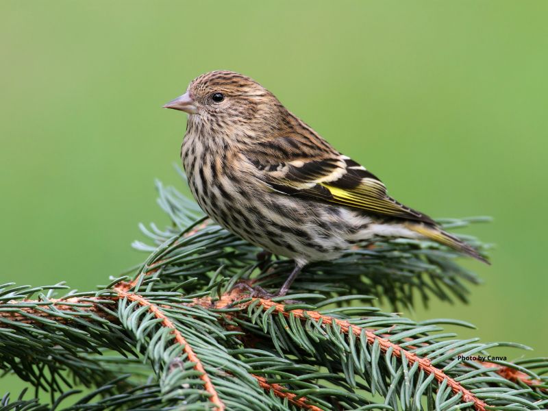 Pine Siskin
