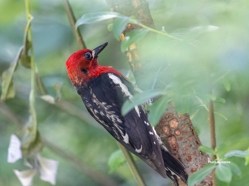 Red-Breasted Sapsucker