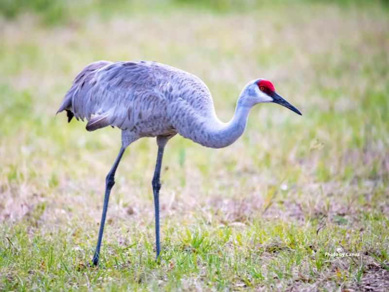 Sandhill Crane