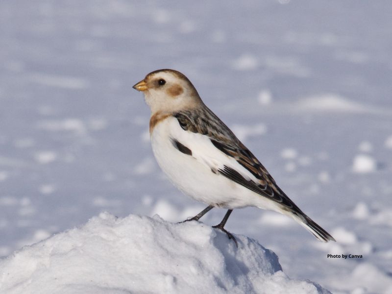 Snow Bunting