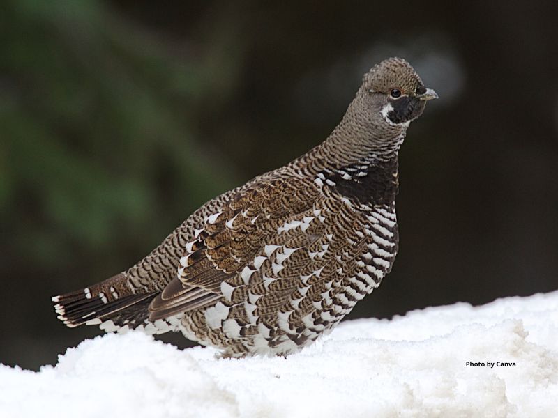 Spruce Grouse