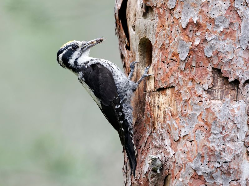 Three-Toed Woodpecker