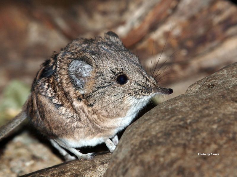 Tundra Shrew