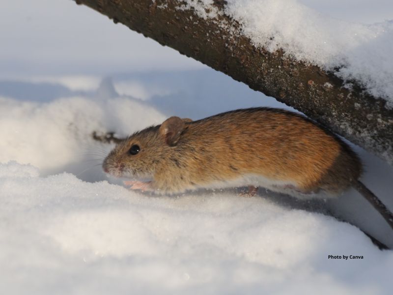 Western Jumping Mouse