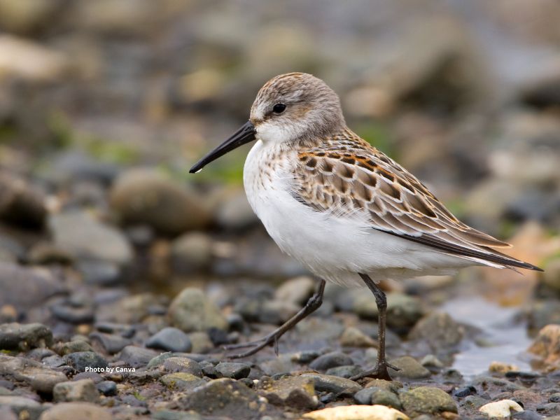 Western Sandpiper