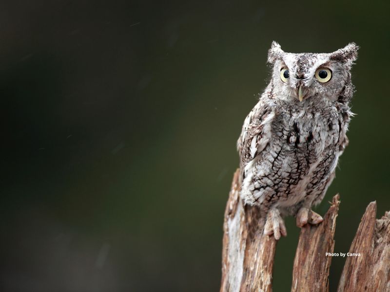 Western Screech Owl