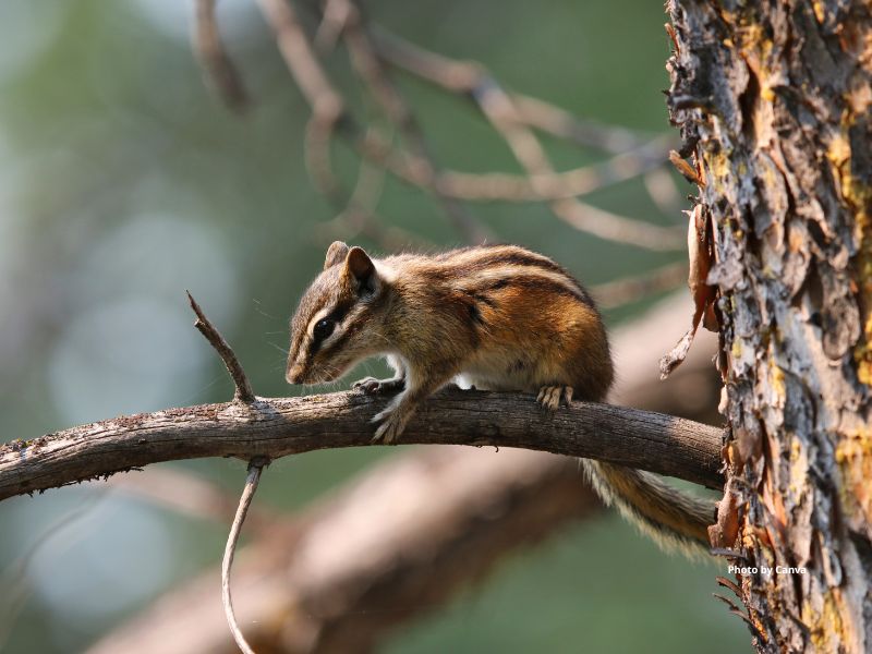 Yellow Pine Chipmunk