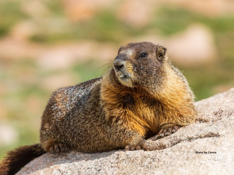 Yellow-Bellied Marmot